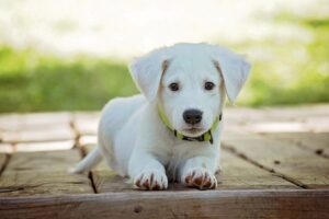 selling home with pet